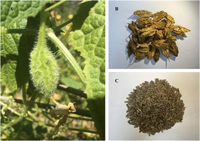 Total cucurbitacins from Herpetospermum pedunculosum pericarp do better than Hu-lu-su-pian (HLSP) in its safety and hepatoprotective efficacy